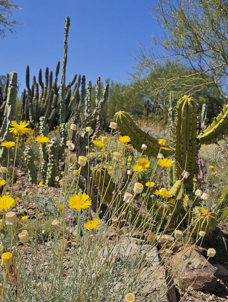 Tucson Desert, Display of cactus and flowers