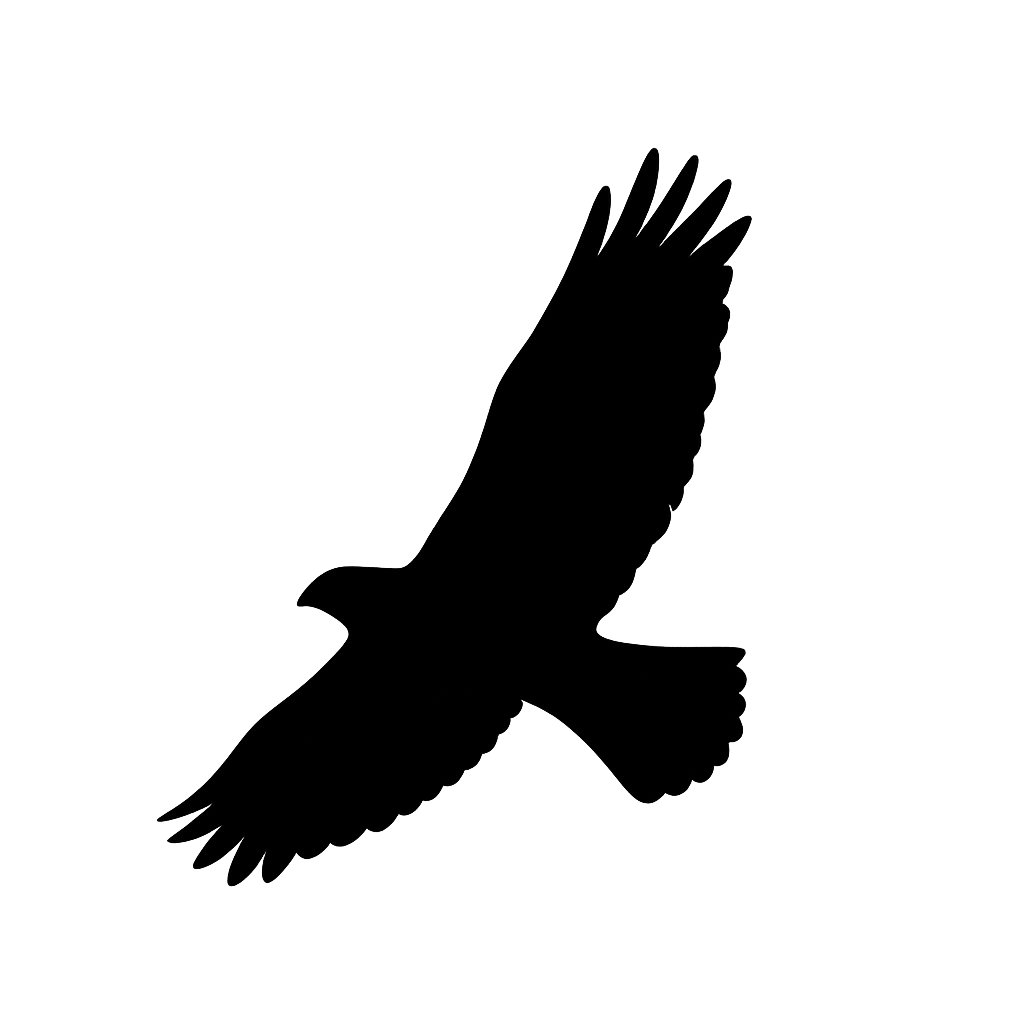 Silhouette of a red-tailed hawk in flight, used as a visual divider element.